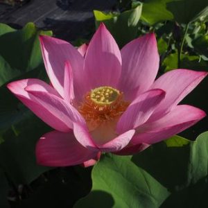 珠洲紅蓮（しゅすこうれん）紅・一重・大型