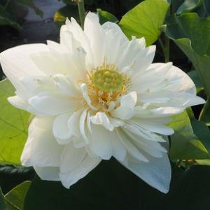 白繍蓮（はくしゅうれん）白・八重・中型
