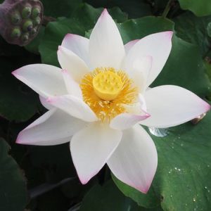 磐田ヶ原（いわたがはら）爪紅・一重・中型・富永氏育成・黄舞妃の自然交配種