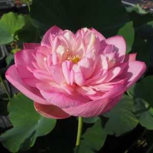紅舞裙（べにまいくん）紅・八重・中型・中国