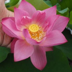紅金雀（こうきんじゃく）紅・一重・小型・中国