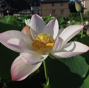 華紅美蓮（けこうみれん）桃・一重・中型