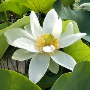 萬歳楽蓮（まんざいらくれん）白・一重・大型、東日本大震災により発芽