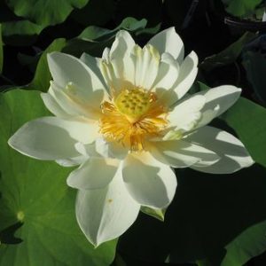 黄帥(こうすい) 黄白・半八重・大型・中国