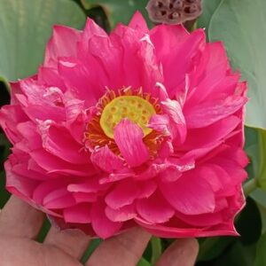 New Lanceolate（ニューランセオレイト）紅色・中型・八重・タイ王国