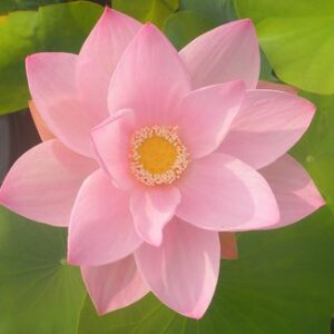Fantom of Yaochi （ヤオチファントム）桃色・中型・一重・中国
