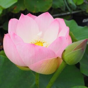 後楽園(こうらくえん) 爪紅・一重・小型