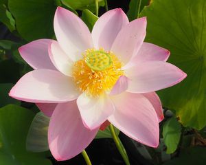 華乃香（かのか）桃・一重・中型