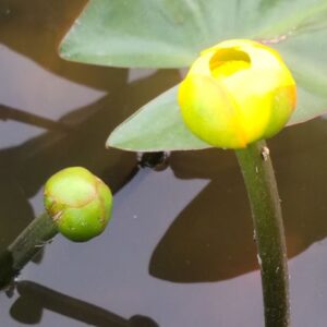 西条河骨（さいじょうこうほね）