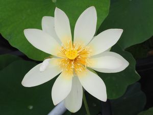黄紅王子蓮（きべにおうじはす）黄紅・一重・中型