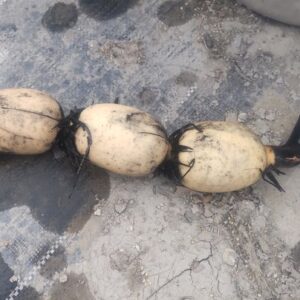 霞ヶ浦産蓮根として導入したものを育成（食用）