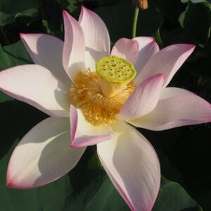 真宗寺（しんしゅうじ）　爪紅・一重・中型（お堀の蓮）