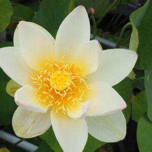 黄舞妃(きまいひ)黄白・一重・中型・中国武漢植物研究所育成
