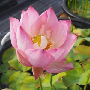 北稲（きたいな）桃色・小型・一重・蜀紅蓮×王子蓮
