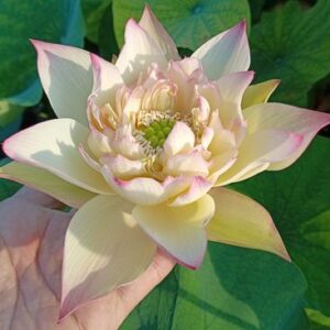 Rwnnyin Bounty　爪紅・中型・半八重・国籍未確認