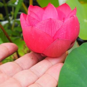 Mini Thac Da （ミニ・タックダ）紅・小型・一重・タイ王国