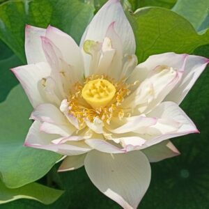 寒江獨釣(かんこうどくちょう)爪紅・小型・一重・韓国