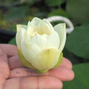 金合歓(きんごうかん)黄白・小型・一重(中国のものとは違うと思われる)